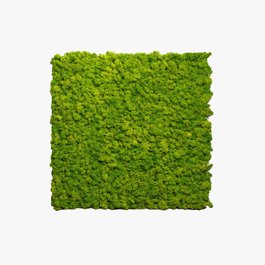 Featured image for the post: Moss panels - Apple Green