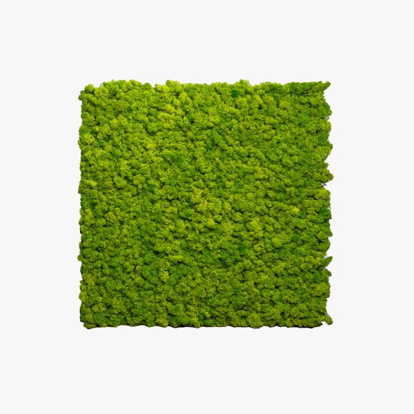 Moss panels