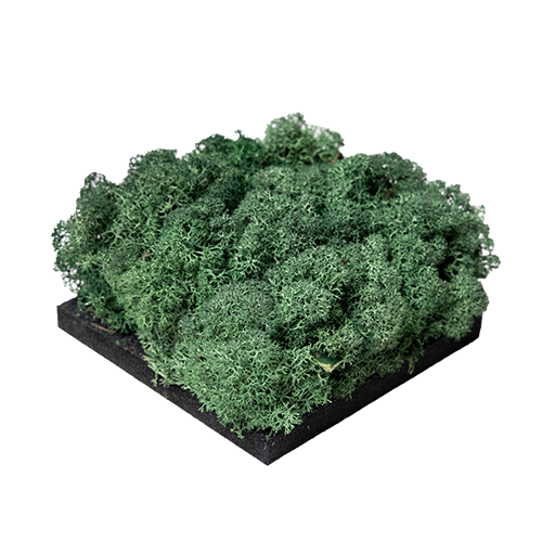 Moss Green | Moss panel – Sample