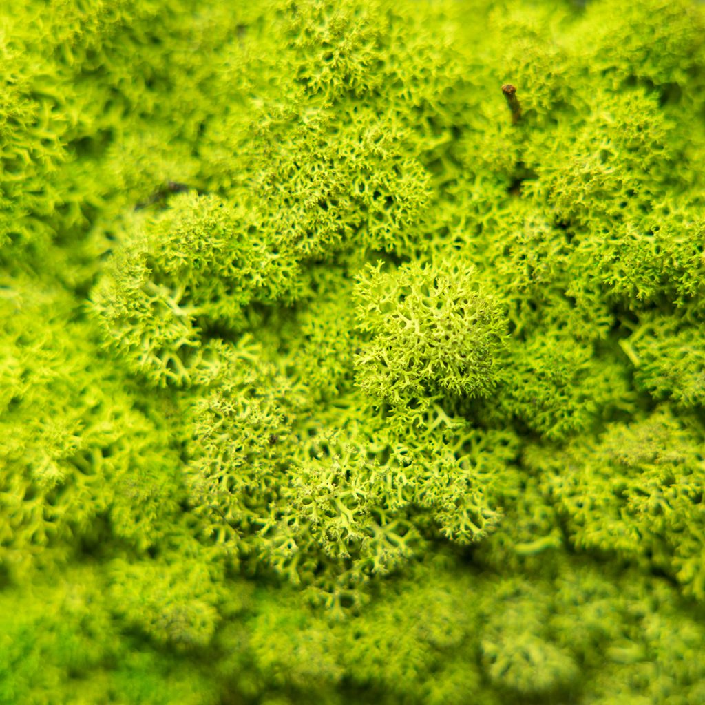 Image 2 of 4 in Moss Panel gallery