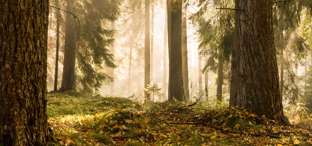 forest-and-sunshine-1024x480